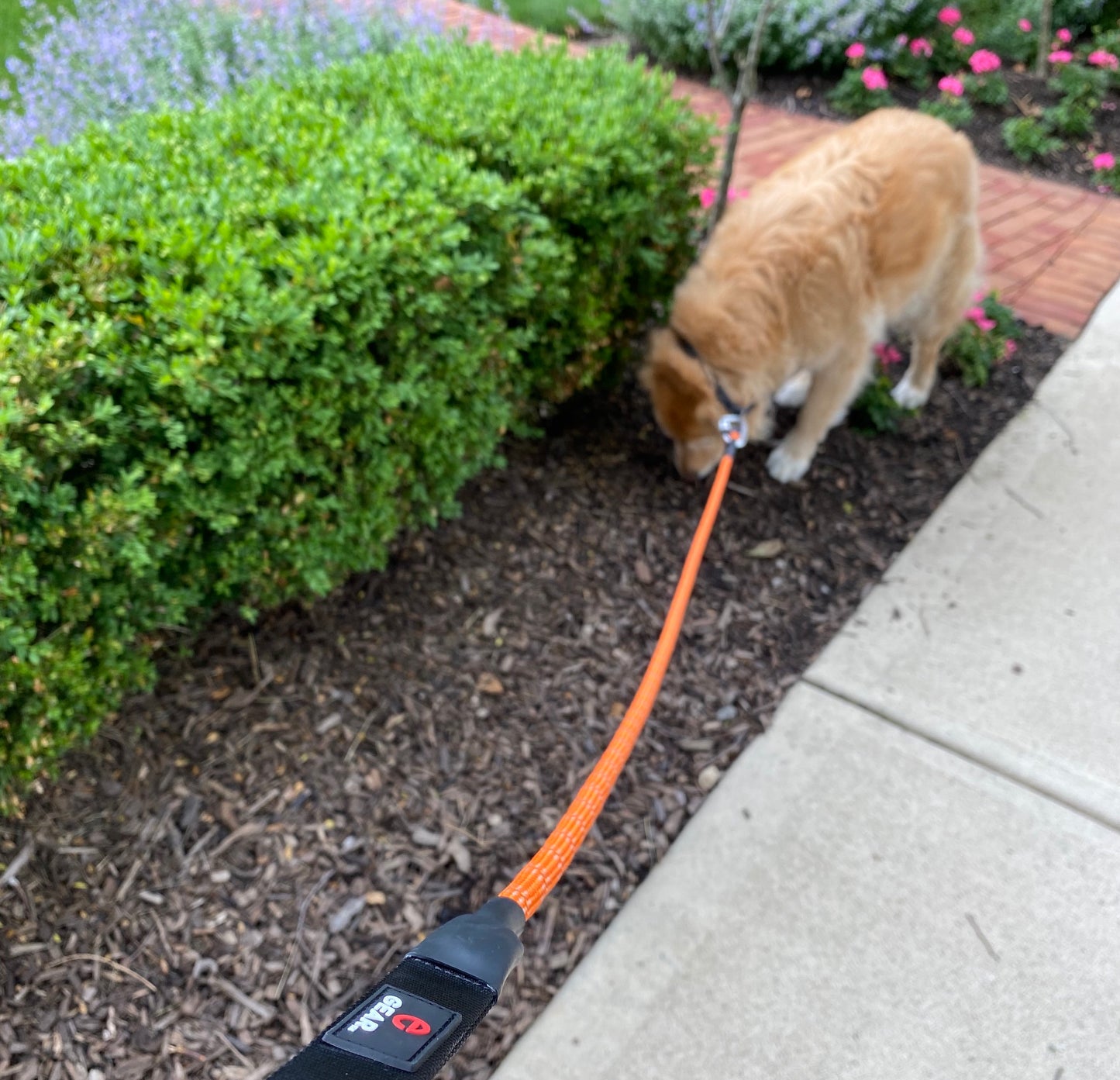 Rope Dog Leash with Locking Carabiner - Dog on Leash